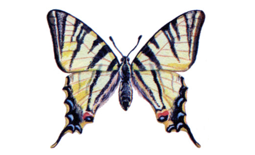 Подалирий (Iphiclides podalirius)
