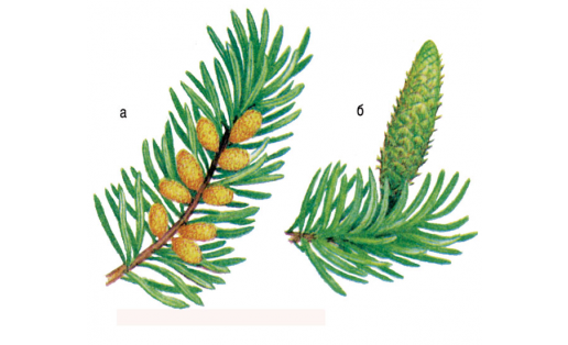 Себер аҡ шыршыһы (Abies sibirica): а — ата тубырсыҡлы ботаҡ; б — инә тубырсыҡлы ботаҡ