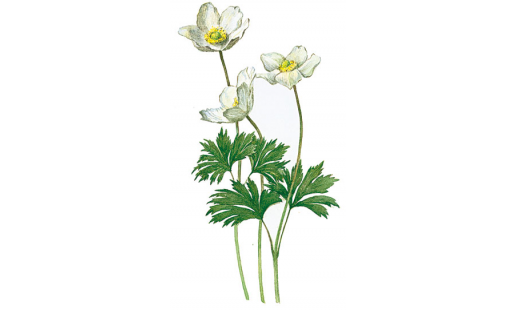 Ветреница лесная (Anemone sylvestris)