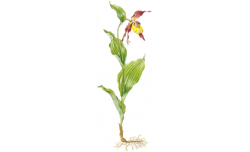 Венерин башмачок настоящий (Cypripedium calceolus)