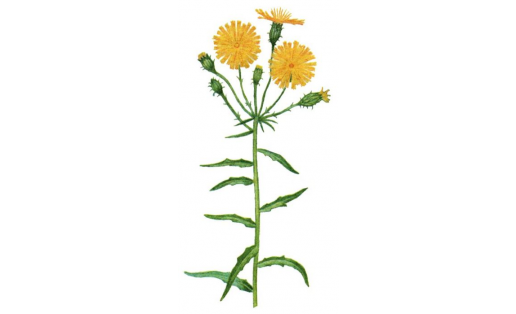 Бесәй кәбеҫтәһе(Hieracium umbellatum)