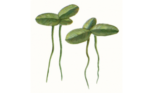 Ряска маленькая (Lemna minor)