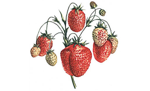 Земляника садовая (Fragaria ananassa).  Сорт Фестивальная