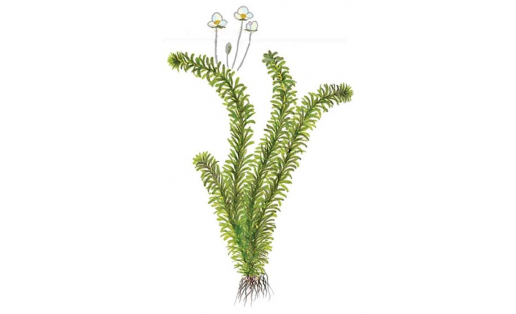 Элодея канадская (Elodea canadensis)
