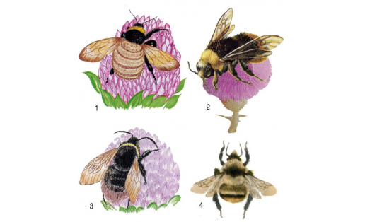 Шмели:  1 — шмель армянский (Bombus armeniacus); 2 — шмель изменчивый (Bombus proteus); 3 — шмель необыкновенный (Bombus paradoxum); 4 — шмель лесной (Bombus silvarum)