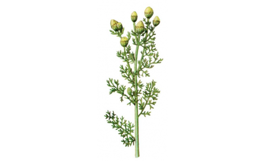 Еҫле хамомилля (Chamomilla suaveolens)