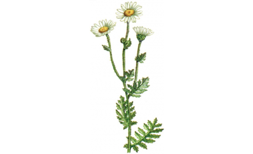 Ҡалҡанлы пиретрум (Pyrethrum corymbosum)