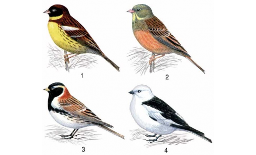 Овсянковые: 1 — дубровник (Emberiza aureola); 2 — овсянка садовая (Emberiza hortulana); 3 — подорожник лапландский (Calcarius lapponicus); 4 — пуночка (Plectrophenax nivalis)