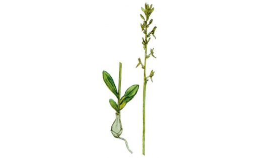Һаҙ хаммарбияһы (Hammarbya paludosa)