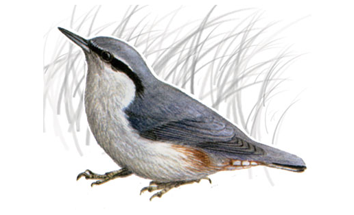 Поползень (Sitta europaea)