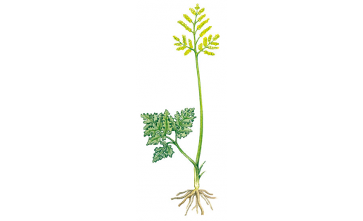 Гроздовник многораздельный (Botrychium multifidum)