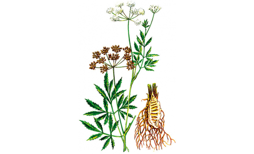 Ағыулы ыутамыр (Cicuta virosa)