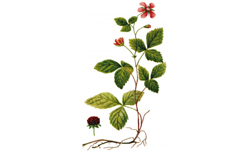 Княженика (Rubus arcticus)