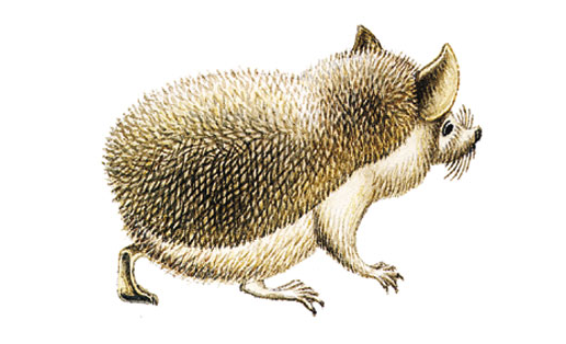 Ёж ушастый (Hemiechinus auritus)