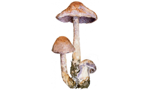 Паутинник фиолетовый (Cortinariusviolaceus)