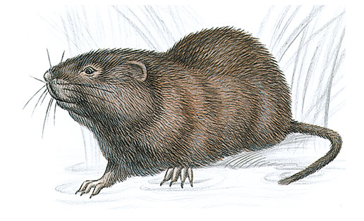 Водяная полёвка (Arvicola terrestris)