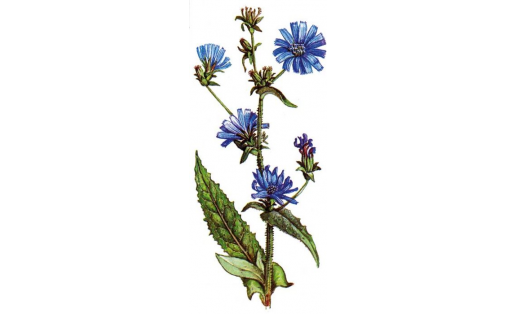 Ябай цикорий (Cichorium intybus)