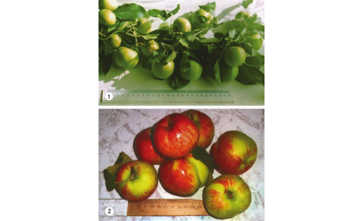 Алмағас (Malus). Сорттары: 1 — Башкирский изумруд; 2 — Бельфлёр Башкирский