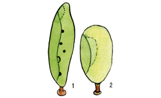 Харациопсисы: 1 — харациопсис анабеновый (Characiopsis anabaenae); 2 — харациопсис наименьший (Characiopsis minima)