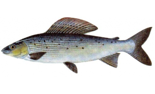 Европа бәрҙеһе (Thymallus thymallus)