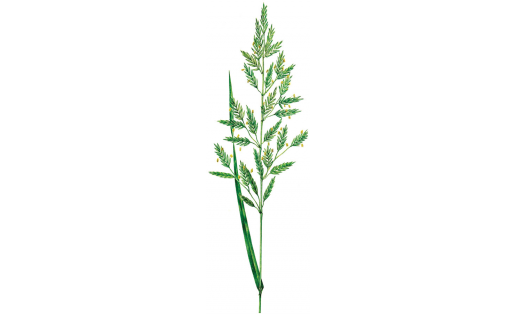 Овсяница луговая (Festuca pratensis)