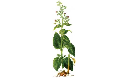 Төйөрлө һаҫығүлән (Scrophularia nodosa)