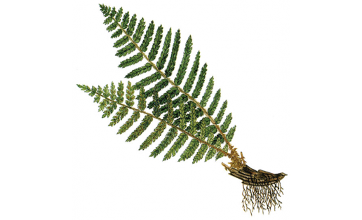 Браун күп рәтле абағаһы (Polystichum braunii)