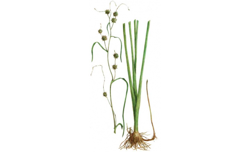 Ежеголовник прямой (Sparganium erectum)