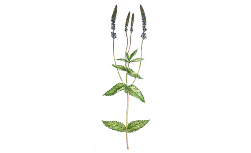 Туйра юшаны (Veronica teucrium)