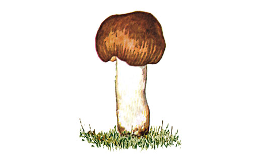 Валуй (Russula foetens)