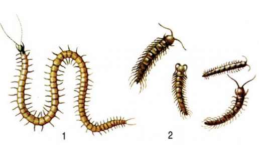 Ҡырғаяҡлылар: 1 — оҙон геофил (Geophilus longieornis); 2 — ябай костянка (Lithobius forficatus)