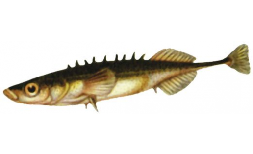 Колюшка малая южная (Pungitius platygaster)