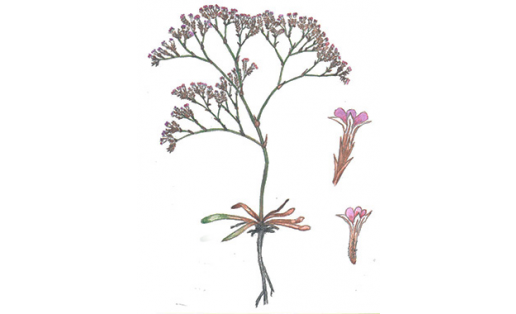 Гониолимон красноватый (Goniolimon rubellum)