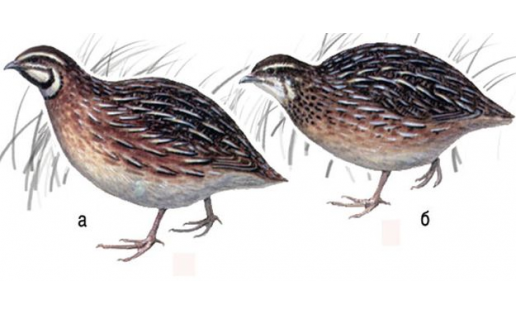 Бүҙәнә (Coturnix coturnix): а — ата ҡош; б — инә ҡош