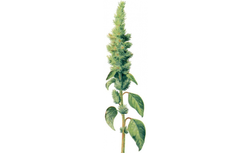Щирица запрокинутая  (Amaranthus retroflexus)