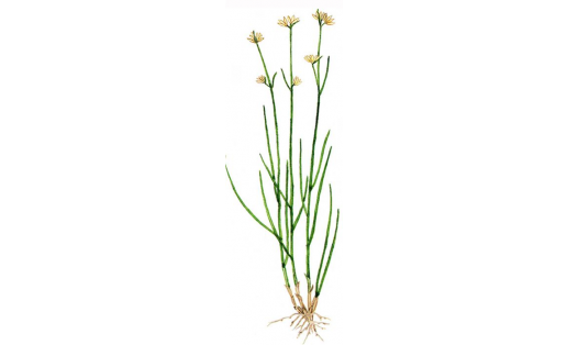 Очеретник белый (Rhynchospora alba)