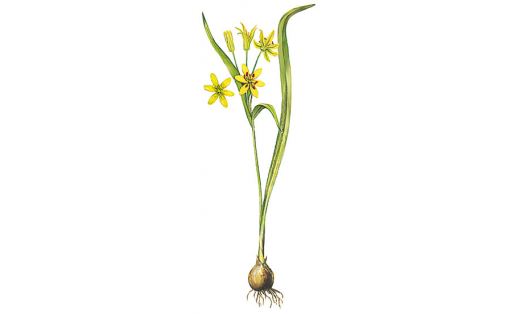 Һары ҡаҙ йыуаһы (Gagea lutea)