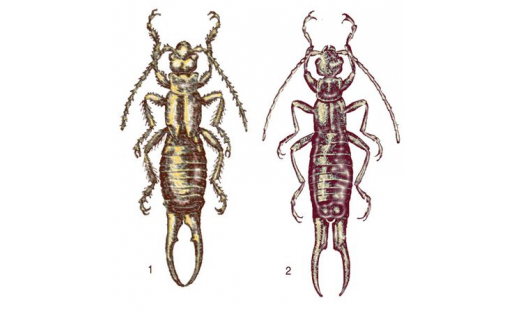Уховёртки: 1 — уховёртка обыкновенная (Forficula auricularia); 2 — уховёртка огородная (Forficula tomis)