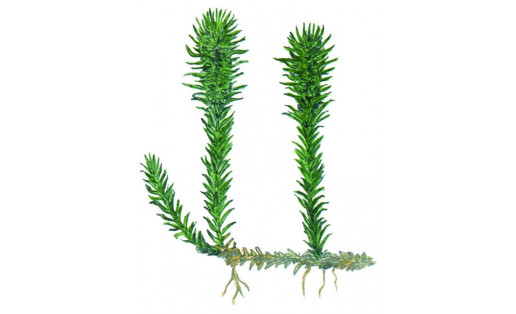 Һыубаҫар ликоподиелла (Lycopodiella inundata)