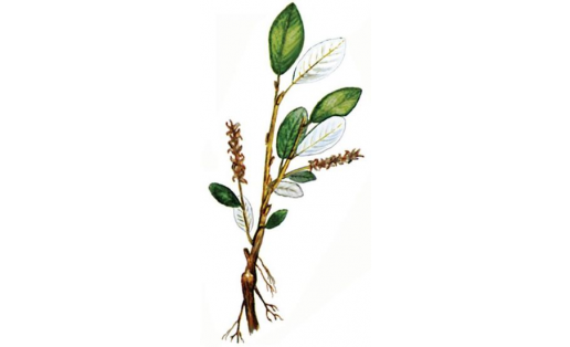 Арктик тал (Salix arctica)
