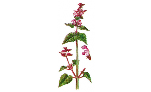 Яснотка крапчатая (Lamium maculatum)