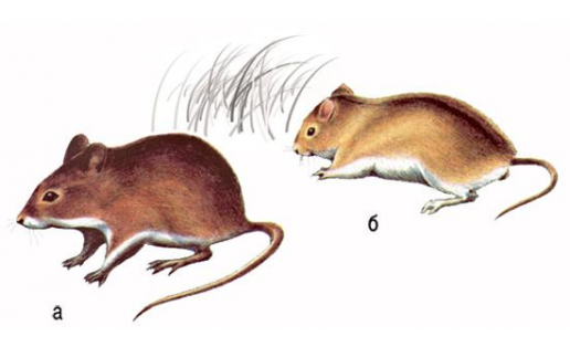 Сысҡан һымаҡтар: а – ваҡ урман сысҡаны (Apodemus uralensis); б – баҫыу сысҡаны (Apodemus agrarius)