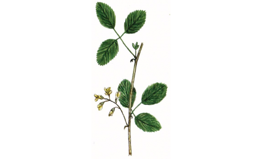 Пажитник плоскоплодный (Melilotoides platycarpos)