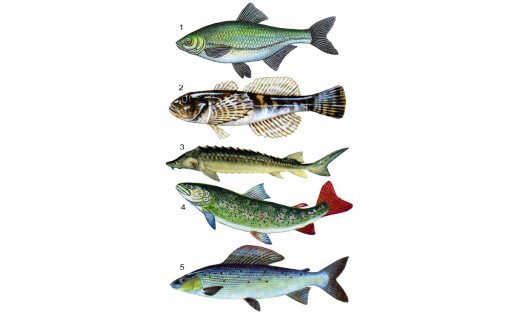 Рыбы: 1 — быстрянка русская (Alburnoides bipunctatus); 2 — подкаменщик обыкновенный (Cottus gobio); 3 — осётр русский (Acipenser gueldenstaedtii); 4 — таймень обыкновенный (Hucho taimen); 5 — хариус европейский (Thymallus thymallus) Fishes: 1 – Russian spirlin (Alburnoides bipunctatus); 2 – European bullhead (Cottus gobio); 3 – Russian sturgeon (Acipenser gueldenstaedtii); 4 – taimen (Hucho taimen); 5 – grayling (Thymallus thymallus)