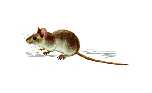 Мышь домовая (Mus musculus)