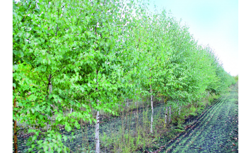 Питомник МУП “Горзеленхоз” Nursery of MUP Gorzelenkhoz