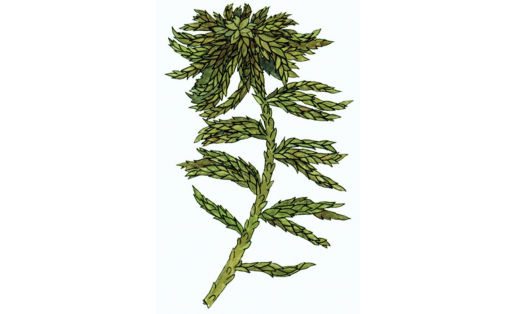һаҙ мүге (Sphagnum platyphyllum)