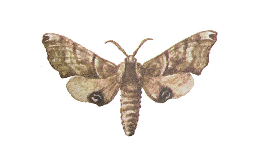 Бражник слепой (Smerinthus caecus)
