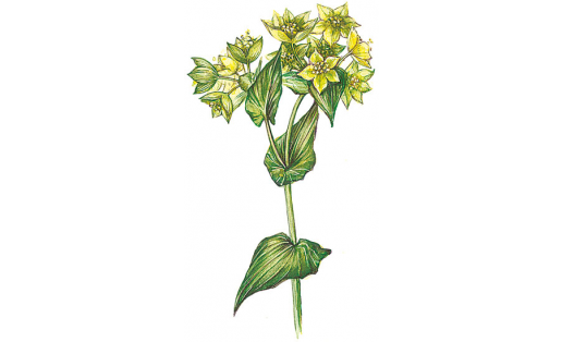 Володушка золотистая (Bupleurum aureum)