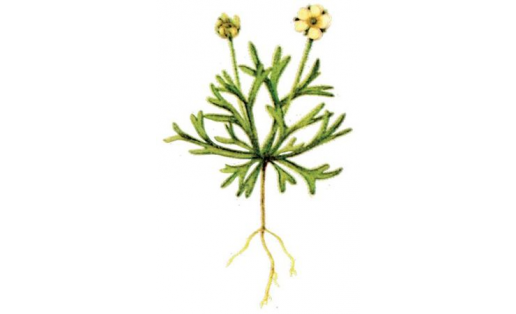 Тура мөгөҙлө мөгөҙбаш (Ceratocephala orthoceras)